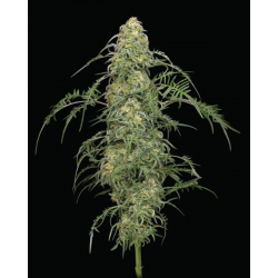 Freakshow | Feminised, Indoor & Outdoor