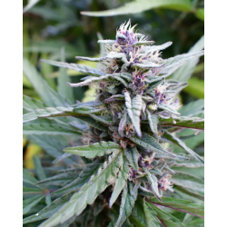Hi-Biscus | Feminised, Indoor & Outdoor