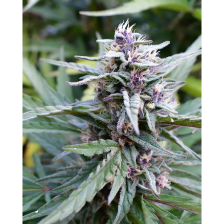 Hi-Biscus | Feminised, Indoor & Outdoor