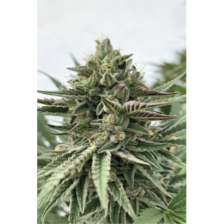 Humboldt Pound Cake | Feminised, Indoor & Outdoor