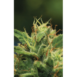 Humboldt Sour Diesel | Feminised, Indoor & Outdoor