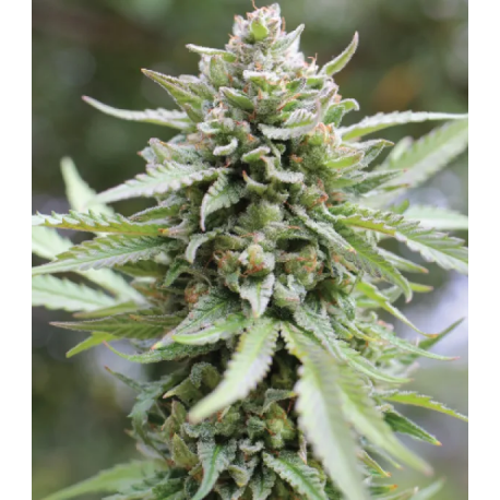 Lemongrass | Feminised, Indoor & Outdoor