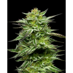 Mountaintop Mint | Feminised, Indoor & Outdoor