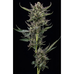 Notorious THC | Feminised, Indoor & Outdoor