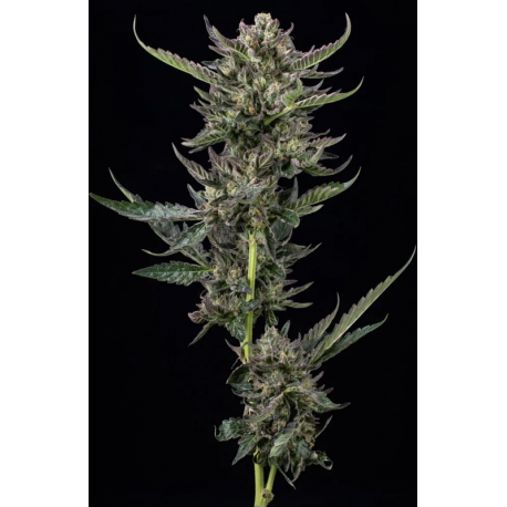Notorious THC | Feminised, Indoor & Outdoor