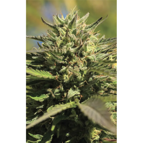 OG Kush | Feminised, Indoor & Outdoor