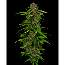 Squirt | Feminised, Indoor & Outdoor