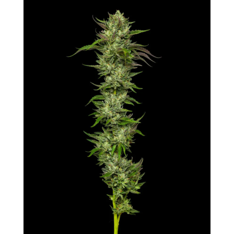 Slightly Stoopid | Feminised, Indoor & Outdoor