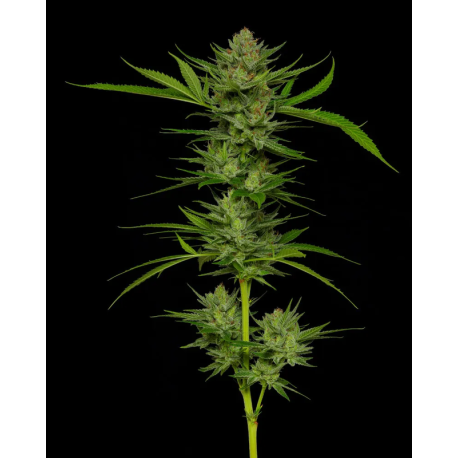 Slightly Stoopid - Stoopid Fruits | Feminised, Indoor & Outdoor