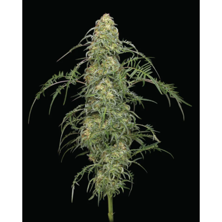 Freakshow | Indoor & Outdoor