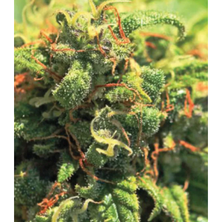 Pineapple Upside Down Cake | Indoor & Outdoor