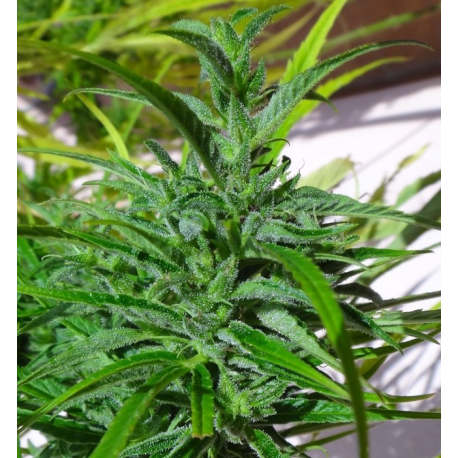 Thai Standard | Indoor & Outdoor