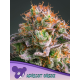 Apricot Oreoz | Feminised, Indoor & Outdoor
