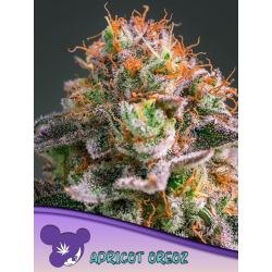 Apricot Oreoz | Feminised, Indoor & Outdoor