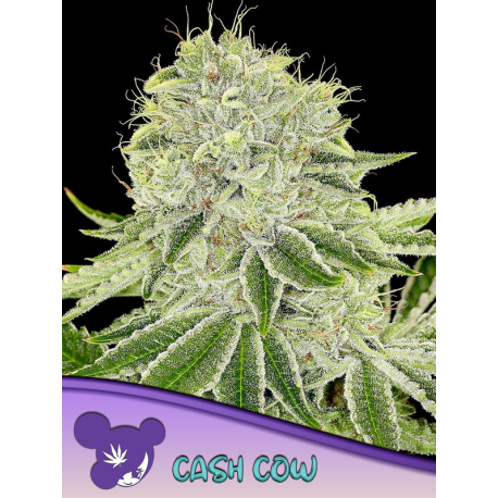 Cash Cow | Feminised, Indoor & Outdoor