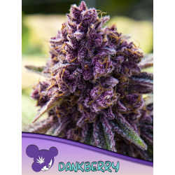 Dankberry | Feminised, Indoor & Outdoor