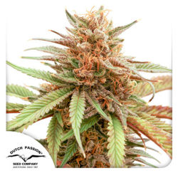 Durban Dew | Feminised, Indoor & Outdoor