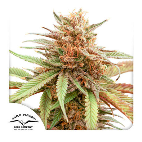 Durban Dew | Feminised, Indoor & Outdoor