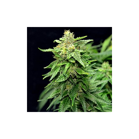 Blue Cindy | Feminised, Indoor & Outdoor