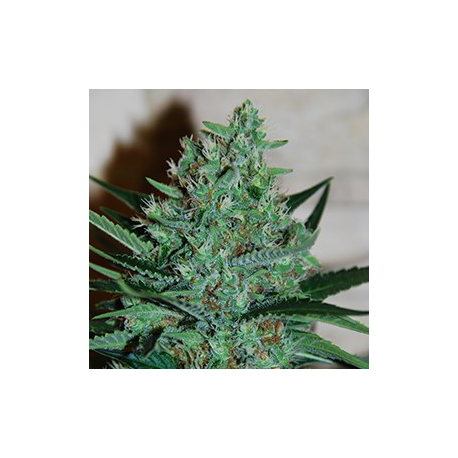 White Lavender | Feminised, Indoor & Outdoor