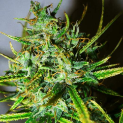 Top 44 | Indoor & Outdoor