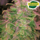 Hawaii Maui Waui | Feminised, Auto, Indoor & Outdoor