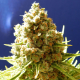 Pure Kush | Feminised, Indoor & Outdoor
