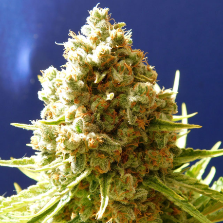 Pure Kush | Feminised, Indoor & Outdoor