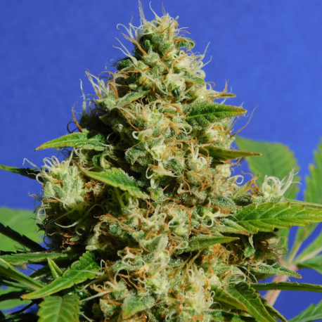 Banana Sherbet | Feminised, Indoor & Outdoor