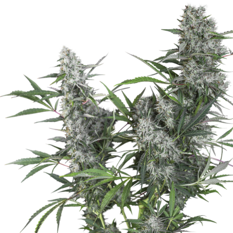 Creeper | Indoor & Outdoor