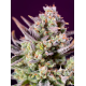 Sweet Zenzation XL Auto | Feminised, Indoor & Outdoor