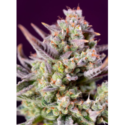 Sweet Zenzation XL Auto | Feminised, Auto, Indoor & Outdoor