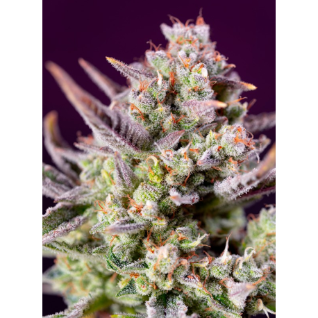 Sweet Zenzation XL Auto | Feminised, Indoor & Outdoor