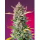 Gorilla Sherbet F1 Fast Version | Feminised, Indoor & Outdoor