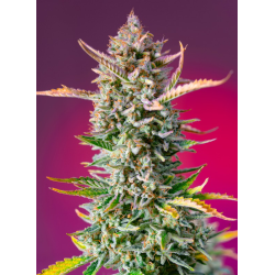 Gorilla Sherbet F1 Fast Version | Feminised, Indoor & Outdoor