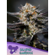 Calypso Sunrocks | Feminised, Indoor & Outdoor