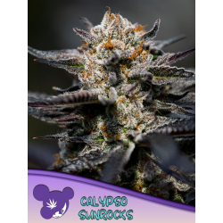 Calypso Sunrocks | Feminised, Indoor & Outdoor