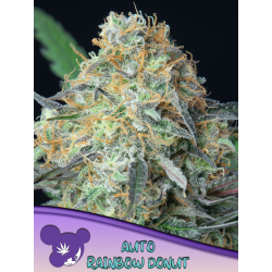 Rainbow Donut Auto | Feminised, Auto, Indoor & Outdoor