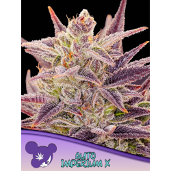 Auto Imperium X | Feminised, Auto, Indoor & Outdoor