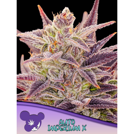 Auto Imperium X |  Feminised, Auto, Indoor & Outdoor