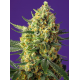 Crystal Candy XL Auto | Feminised, Indoor & Outdoor