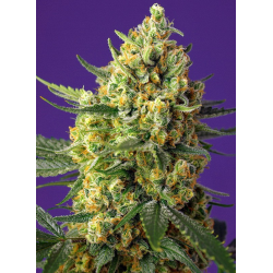 Crystal Candy XL Auto | Feminised, Auto, Indoor & Outdoor