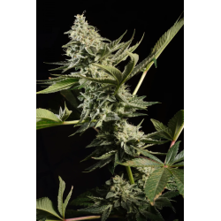 Glowstarz | Feminised, Indoor & Outdoor