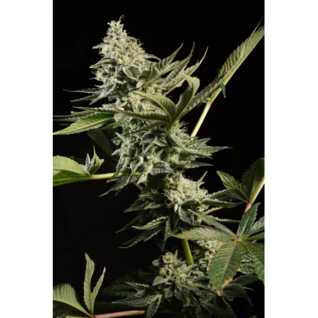 Glowstarz | Feminised, Indoor & Outdoor