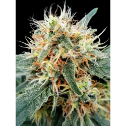 Stromboli Auto | Feminised, Auto, Indoor & Outdoor