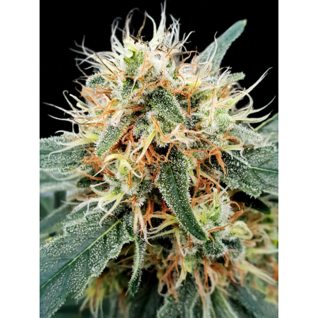 Stromboli Auto | Feminised, Auto, Indoor & Outdoor