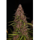 Clemandine Auto | Feminised, Auto, Indoor & Outdoor