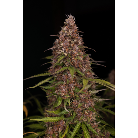 Clemandine Auto | Feminisiert, Auto, Indoor & Outdoor