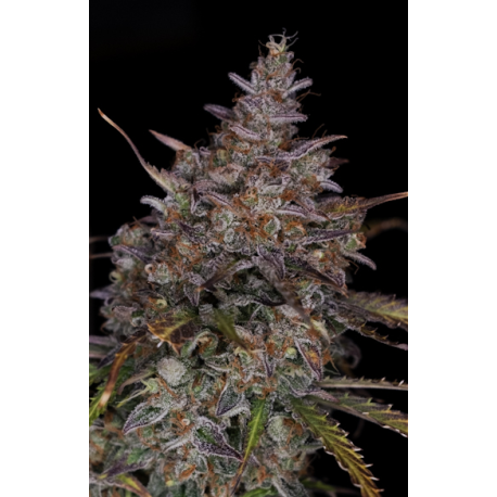 Domilato | Feminised, Auto, Indoor & Outdoor