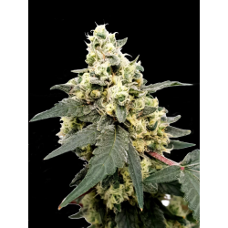 Lemonade Auto | Feminised, Auto, Indoor & Outdoor